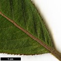 SpeciesSub: subsp. aspera